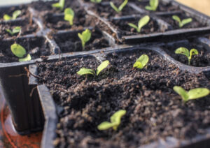 seedlings started in a tray
